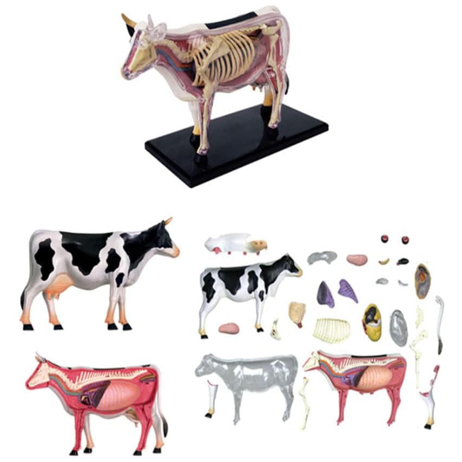 Amazon.co.jp: 4Dビジョン牛モデル、動物解剖学モデル、牛臓器解剖学